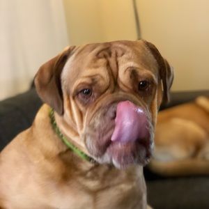 Meet your Posher, Shannon